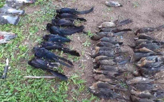 Hallan muertas a más de 100 aves en parque residencial