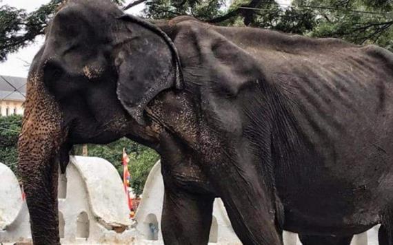 Muere Tikiri, la elefanta de 70 años desnutrida y maltratada