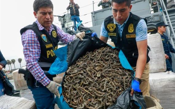 Decomisan 12,3 millones de caballitos de mar secos en Perú