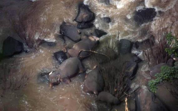 Mueren seis elefantes al caer a una cascada; intentaban rescatar a una cría