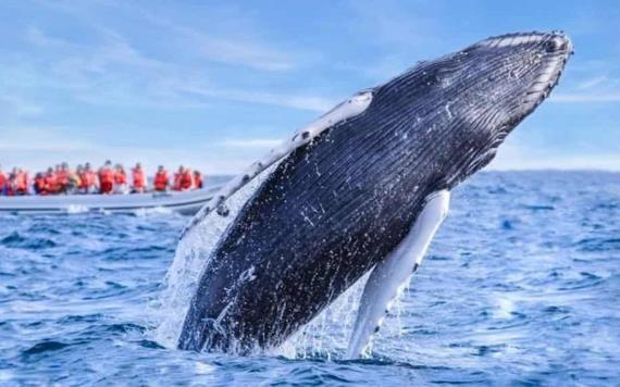 Video: El método que usan las ballenas para cazar peces con redes de burbujas