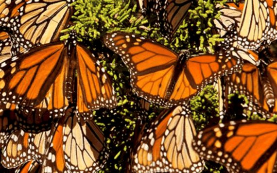 Calentamiento Global está afectando el fenómeno migratorio de la Mariposa Monarca