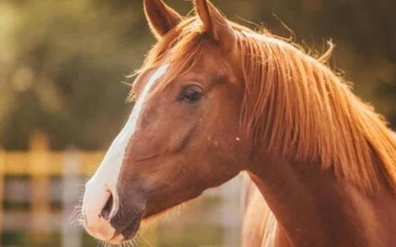 VIDEO: Un caballo finge su muerte cada vez que alguien intenta montarlo