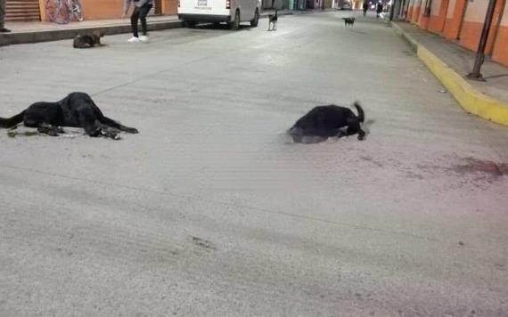 Mueren 20 perros envenenados en Atempan, Puebla