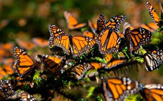 Mariposas monarca llegarán tarde a México; este es el motivo 