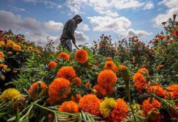 Estos son los estados que destacan por el cultivo de cempasúchil