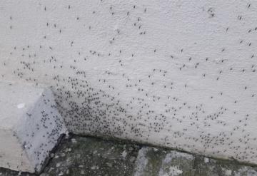 Cunden mosquitos las escuelas