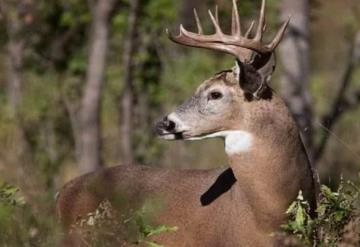 Cazador confunde a su hermano con venado y le dispara 