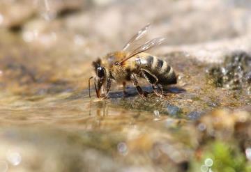 Revela estudio que las abejas saben nadar y sobreviven hasta 10 minutos en el agua