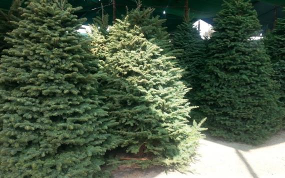 Profepa rechaza miles de árboles de Navidad por plaga