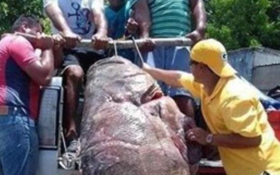 Pescadores capturan pez de casi 300 kilos en Campeche 
