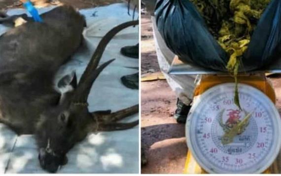 Encuentran ciervo muerto con más de 7 kilos de plástico en su estómago