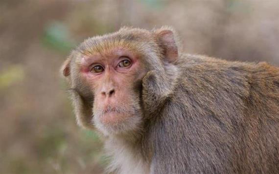 Investigador se contagia de herpes B al experimentar con monos