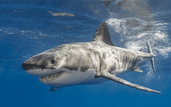 Niño de 7 años surfeaba y tiburón golpea su tabla