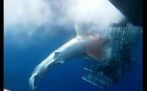 Muere tiburón blanco atorado en jaula de turistas