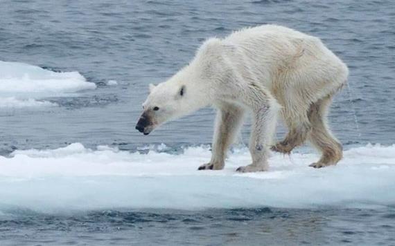 Alrededor de 60 osos polares hambrientos rodean pueblo ruso por falta de hielo marino