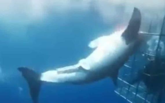 VIDEO Muere tiburón blanco tras quedar atorado en jaula de turistas