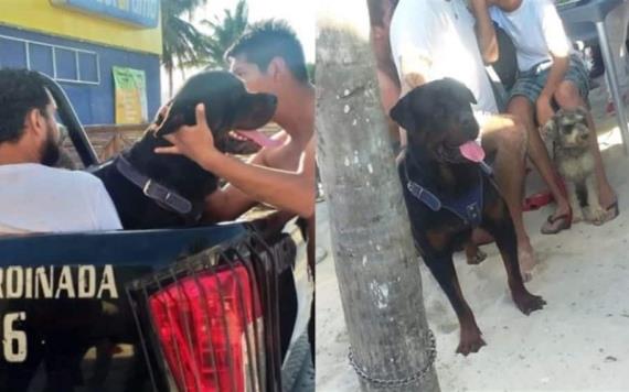 Perro Rottweiler ataca brutalmente a niño de 3 años; lo dejó fuertemente herido