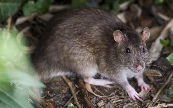 Investigadores descubren nueva especie de rata cangrejera 
