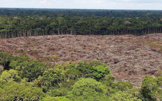 Deforestación de Amazonia crece más del doble en un año