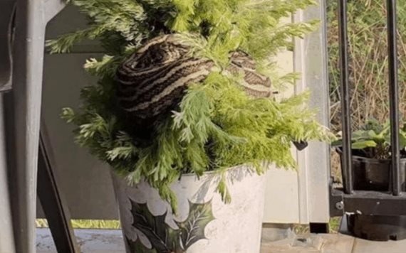 Pareja encuentra serpiente de 3 metros en su árbol de navidad