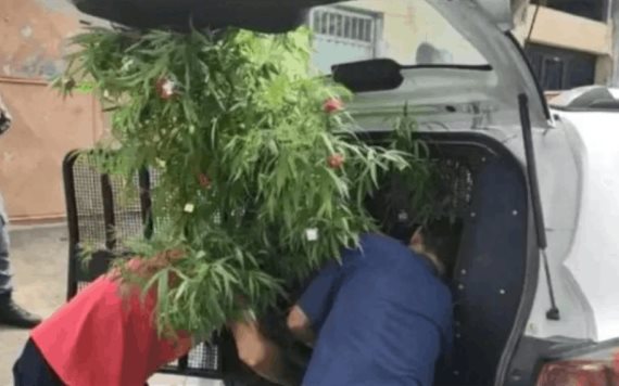 Decide adornar su casa con árbol de navidad de mariguana; se hace viral