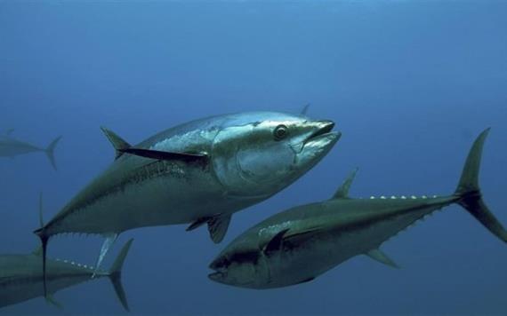 Alerta Profeco sobre marcas que venden soya por atún