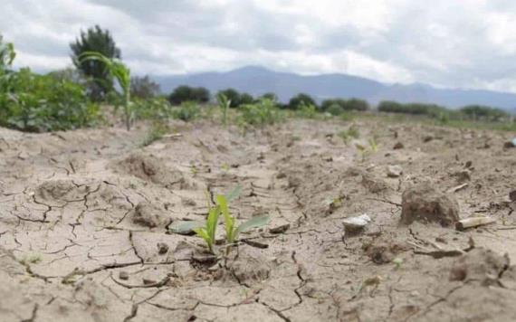 Emiten declaratoria de desastre natural por sequía severa en Veracruz