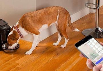 Mexicano desarrolla dosificador de alimento para perros vía Bluetooth