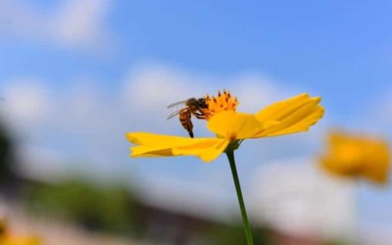 Apicultura en riesgo por uso de pesticidas