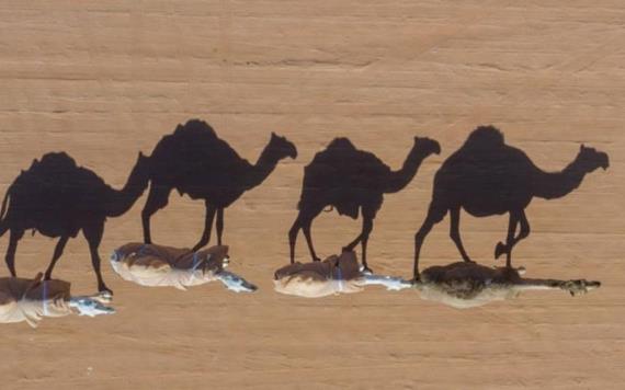 Australia sacrificará a miles de camellos salvajes por escasez de agua