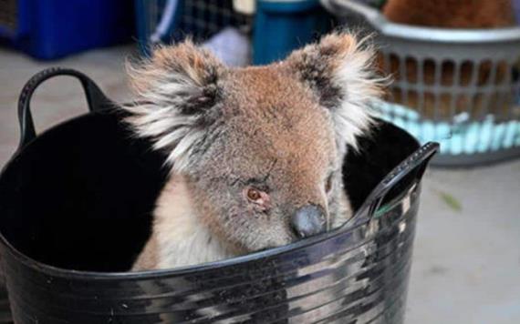 Entrenan a perrita para ayudar a encontrar koalas heridos en Australia