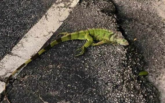 Bajas temperaturas en Florida causan lluvia de iguanas