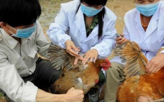 Registran brote de gripe aviar en China