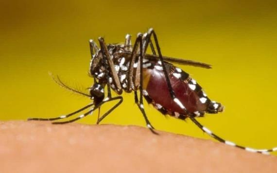 Reportan 25 pacientes con dengue en Tabasco; el estado ocupa primer lugar a nivel nacional