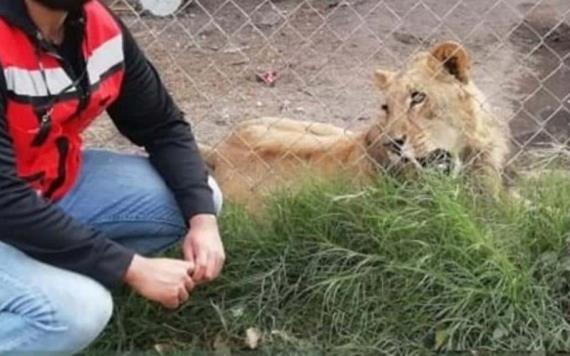 Encuentran un león en casa del presunto feminicida de Laura Patricia