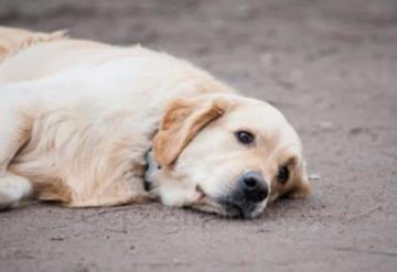 Desentierran a un perrito vivo, su reacción te dejara sin palabras