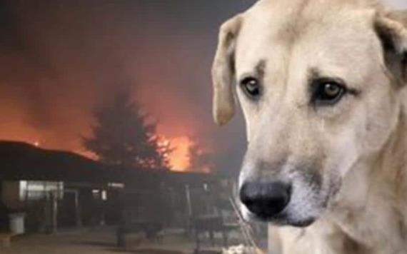 Grave incendio deja atrapados a 300 animales víctimas de maltrato