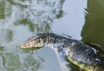 Comparte AMLO video de lagarto atacando a un jaguar en Quintana Roo