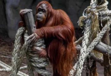 Orangután se lava las manos para evitar contagio