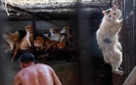 Prohíben comer perros y gatos tras crisis de coronavirus en Shenzhen, China