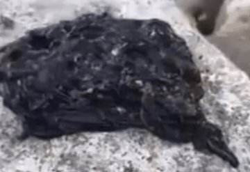 La extraña criatura viral que es comparada con Venom