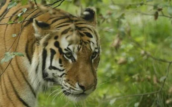 Da positivo a coronavirus un tigre de un zoológico en Nueva York