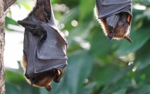 Toda la evidencia sugiere que el COVID-19 se originó en murciélagos en China: OMS