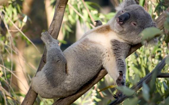Regresan a su ha´bitat algunos koalas heridos durante incendios forestales en Australia