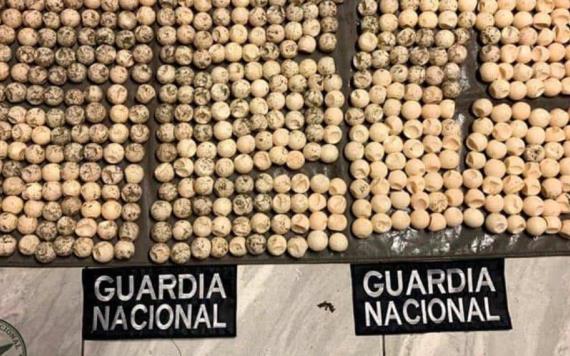 Encuentran 470  huevos de tortuga marina en una mochila en Oaxaca