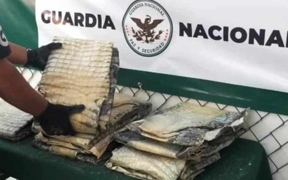 Decomisan en San Luis Potosí más de 24 kilos de piel de cocodrilo procedente del estado de Tabasco