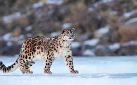 Reaparece leopardo de las nieves, especie que se creía extinta