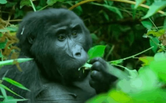 Graban a gorilas cantando mientras comen en medio de la selva