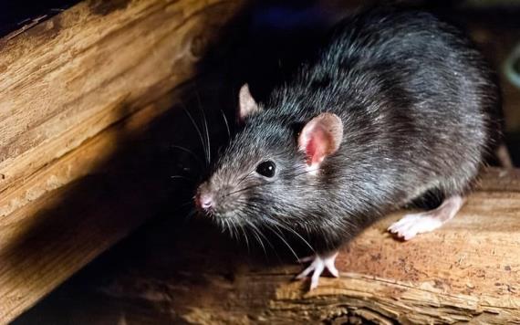 Nueva cepa de hepatitis se propaga en China a través de ratas